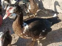 Ducks — foto 2