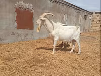 बकरा, Saanen goat — फ़ोटो 6
