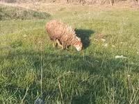 公羊, Sheep — 照片 5