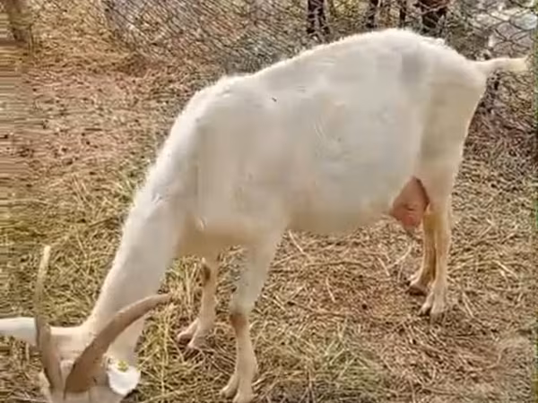 母山羊, Saanen goat