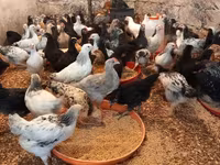 Chickens — photo 5