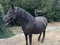 Égua, Hucul pony — foto 7