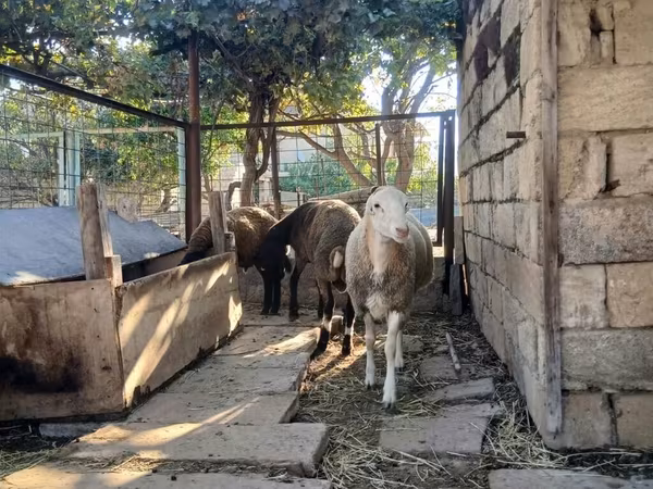 Qoyun, Qoyunlar — Azərbaycan