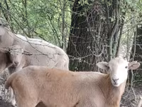 Qoç, Katum sheep — foto 1