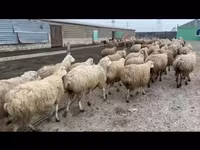 نعجة, الأغنام — الصورة 2