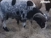 Beran, Jacob's sheep — foto 1