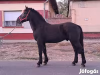 Kůň, Friesian — foto 5