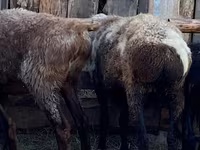 公羊, Sheep — 照片 3