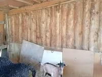 母山羊, Goats — 照片 8