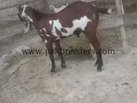 公山羊, Beetal goats — 照片 1