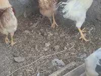 Chickens — photo 6
