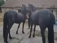 Horse (M), Friesian — photo 3