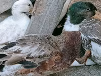 Ducks — photo 2
