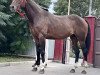 At, Thoroughbred horse — foto 4