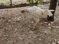 Chickens — photo 3
