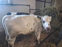 Kuh, Russian Black pied cattle — Foto 3