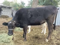 गाय, Swiss cattle — फ़ोटो 3