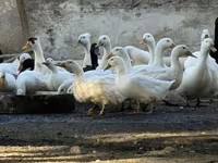 Ducks — photo 3