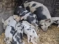 मादा सूअर, Кунекуне — फ़ोटो 1