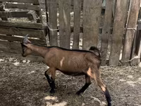 Billy Goat, Alpine goat — photo 1