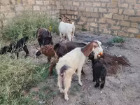 Cabra, Cabras — foto 8
