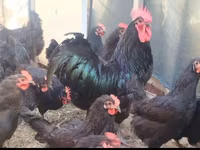 Australorp — foto 6