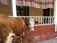 母牛, Red-spotted breed — 照片 4