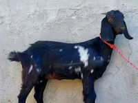 Cabra, Beetal goats — foto 1