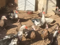 Ducks — Foto 1