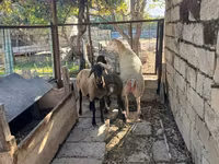 母羊, Sheep — 照片 2