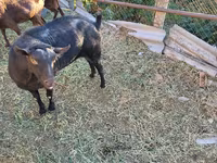 Cabro, Cabras — foto 3