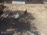 Ducks — photo 5