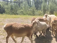 Widder, Afghan Arabi sheep — Foto 2
