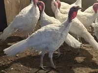 Turkeys — foto 2