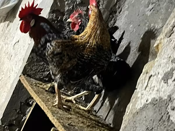 Chickens — Azərbaycan
