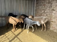Oveja, Arashan sheep — foto 3