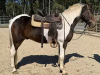 Caballo, American paint horse — foto 3
