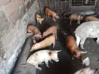 Säue, Schweine — Foto 7