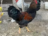Chickens — photo 8