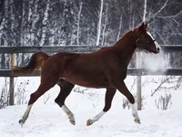Madyan, American shetland pony — foto 2