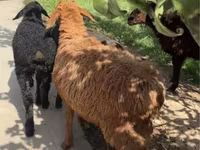 Sheep, Sheep — photo 2