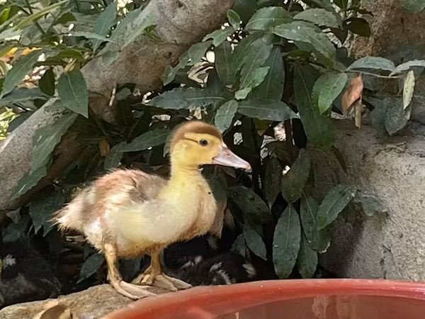 Ducks