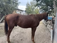 Caballo, Kyrgyz Horse — foto 4