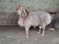 Qoç, Qoyunlar — foto 2