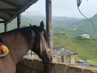 At, Azerbaijan horse — foto 2