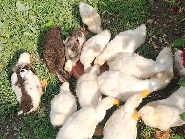 German Pekin — Azerbaijan