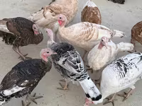 Turkeys — 3-rasm