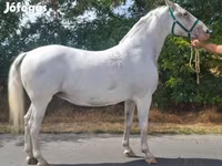 Klisna, Lipizzaner — foto 3