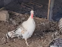 Turkeys — foto 2