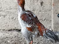 Chickens — photo 2